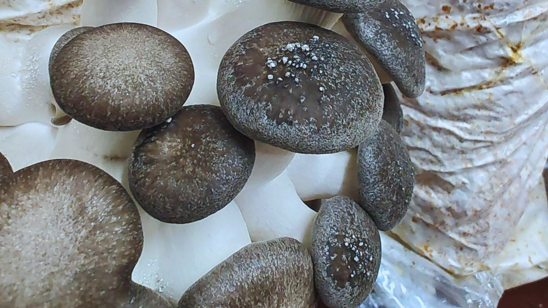 A partir de hongos comestibles, desarrollan alimentos funcionales